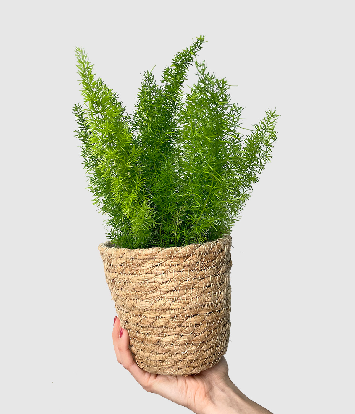 Asparagus densiflorus myers2
