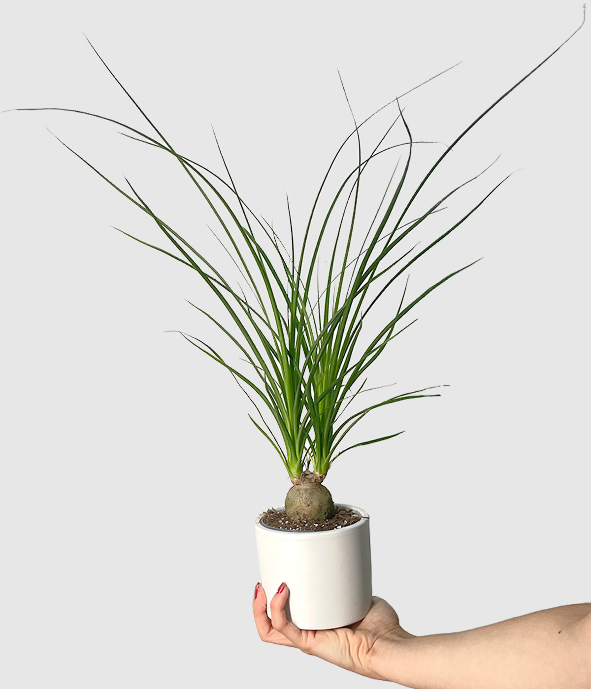Beaucarnea recurvata nolina