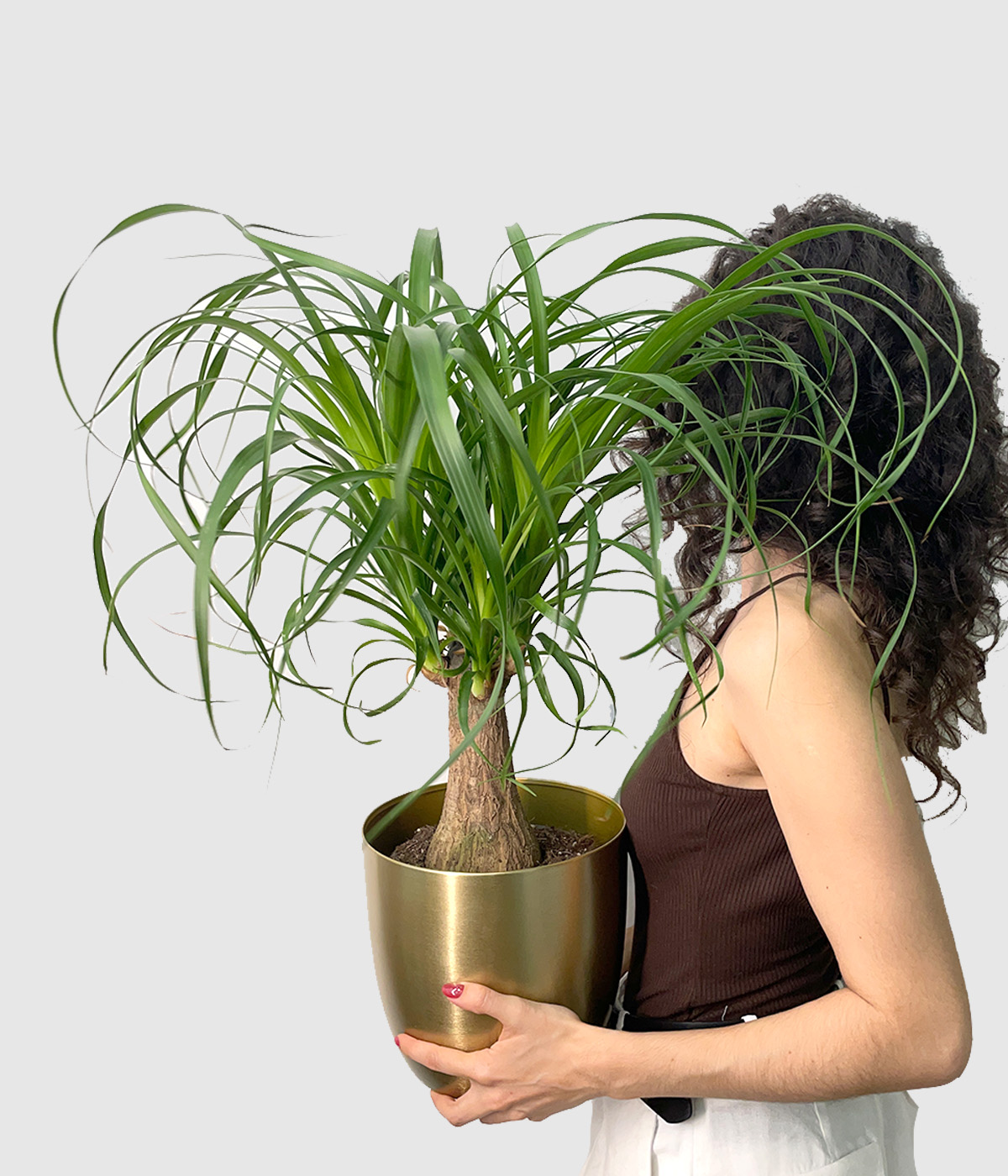 Beaucarnea recurvata nolina