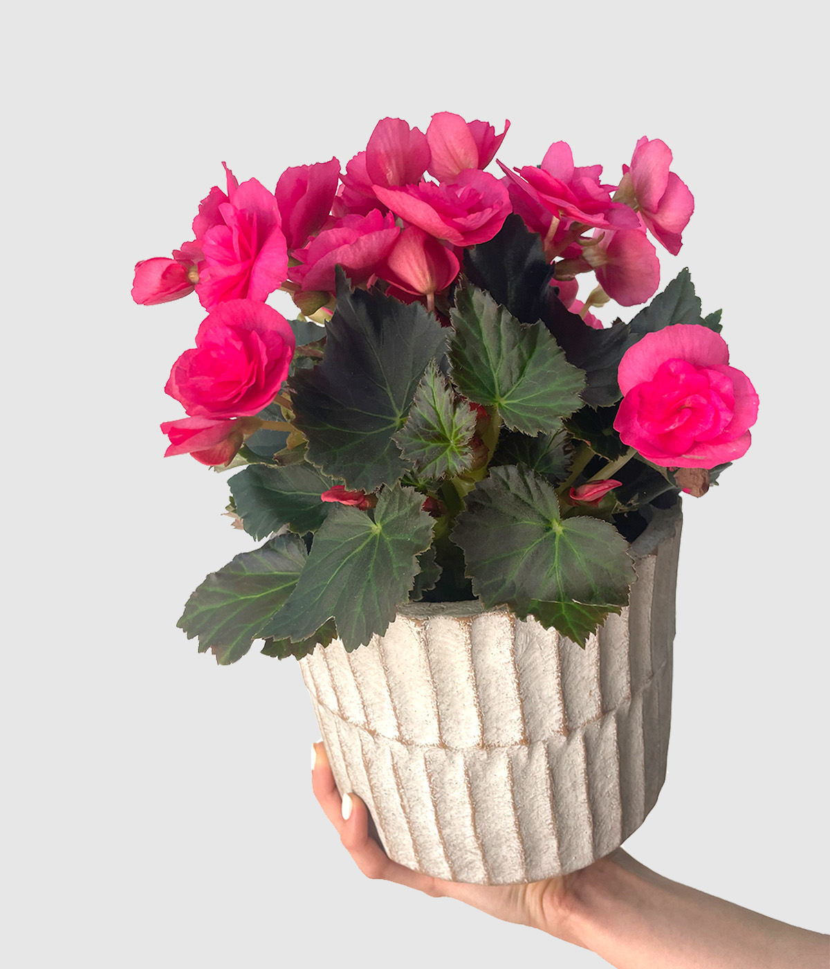 Begonia adonia2