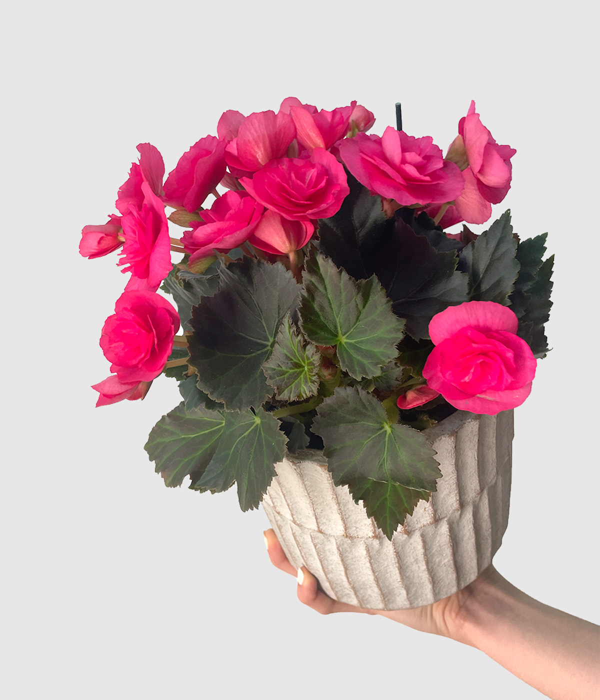 Begonia adonia3