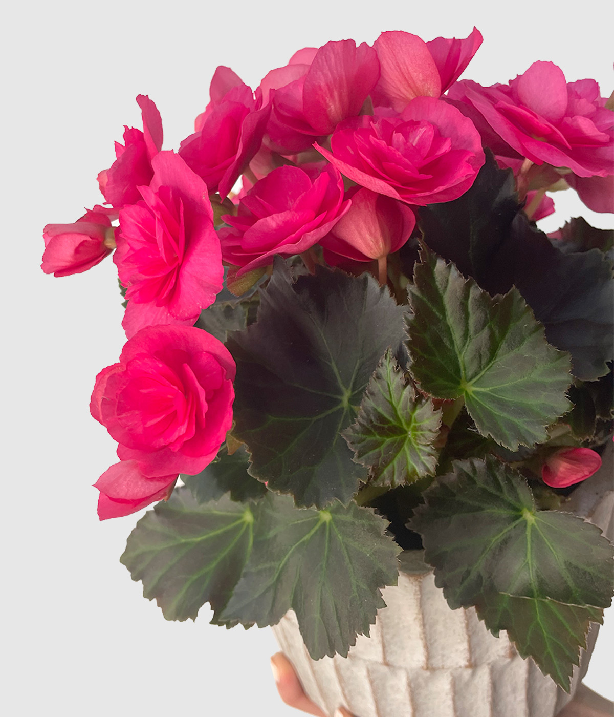 Begonia adonia4