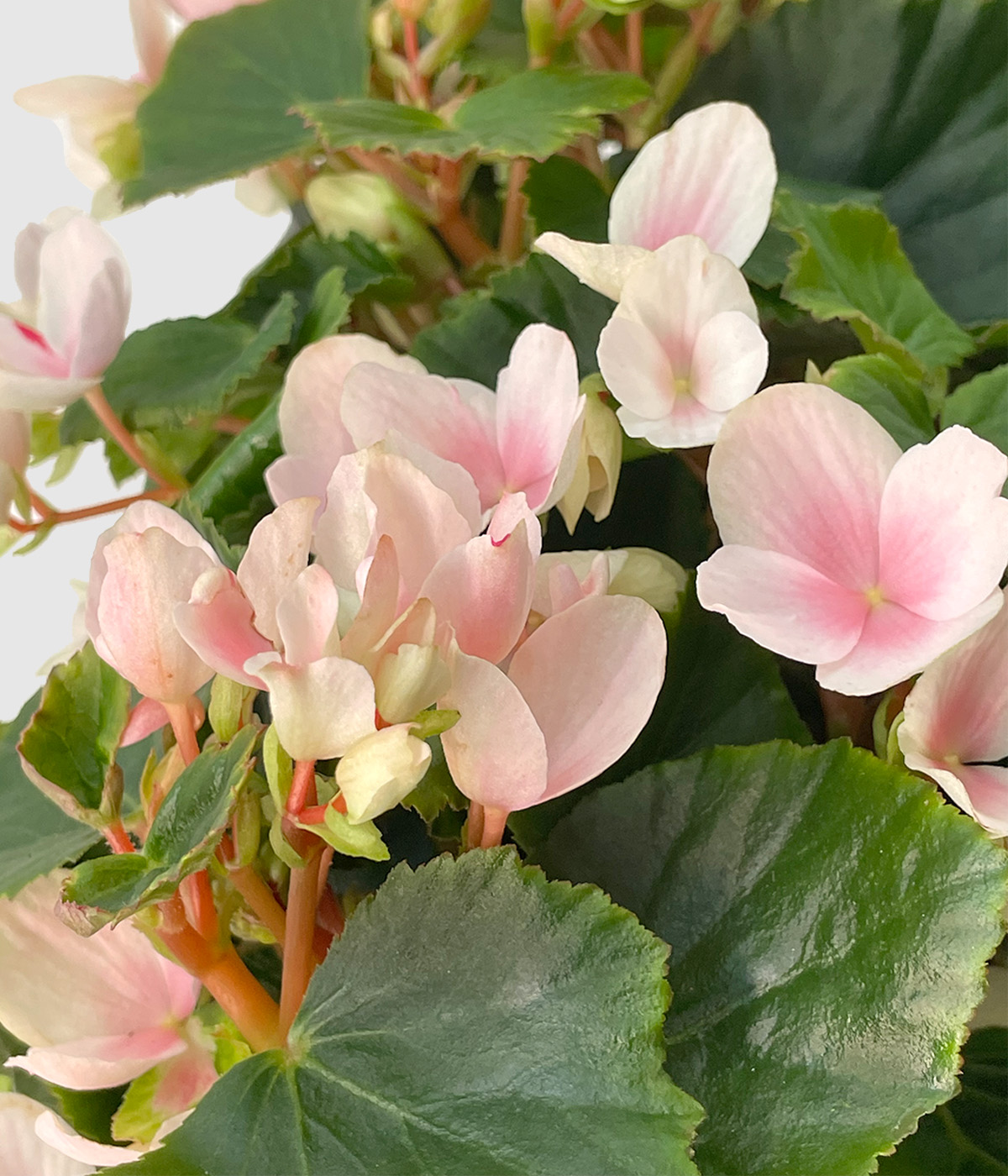Begonia betulia