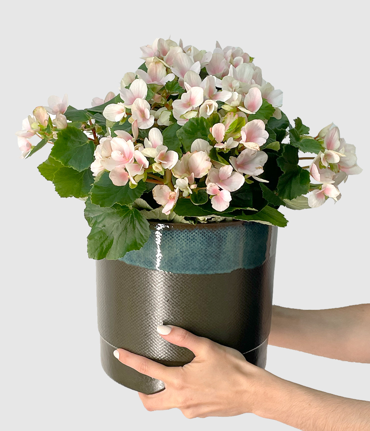 Begonia betulia2