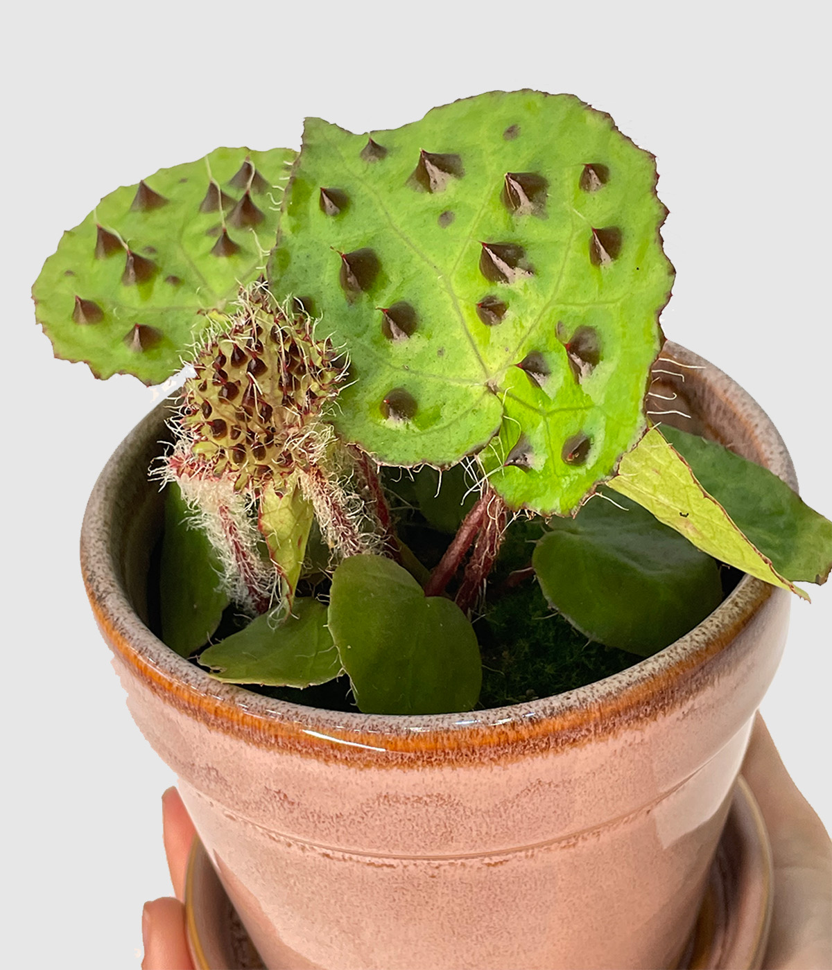 Begonia ferox2