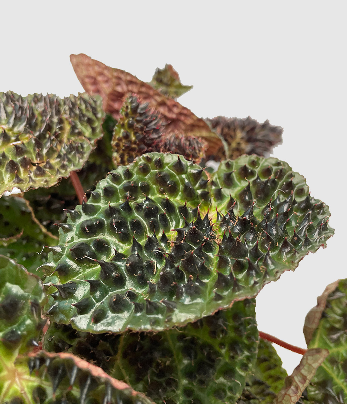 Begonia ferox3