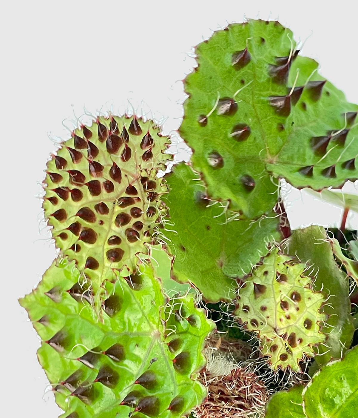 Begonia ferox3