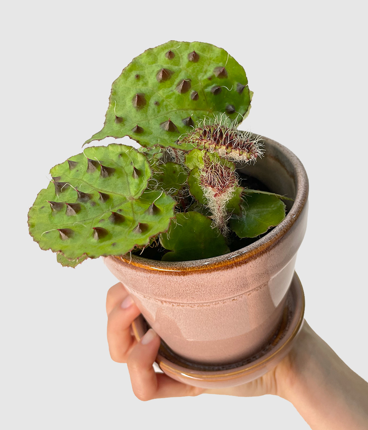 Begonia ferox4