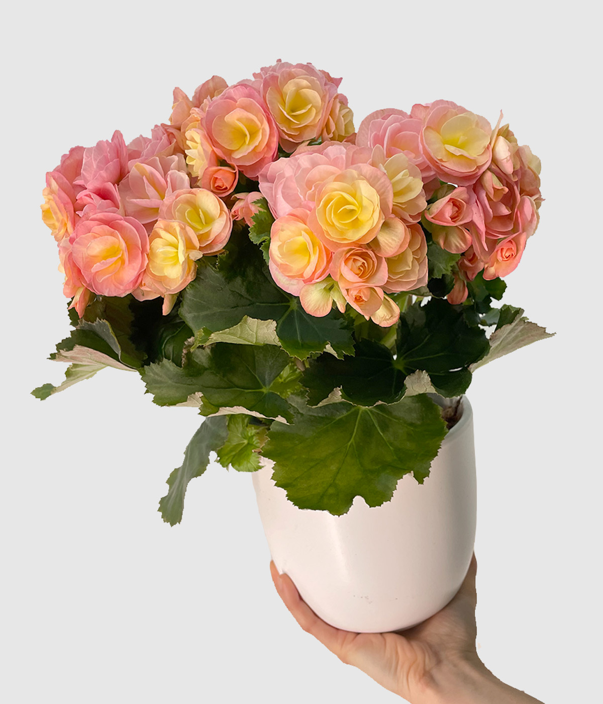 Begonia hailey sunset3