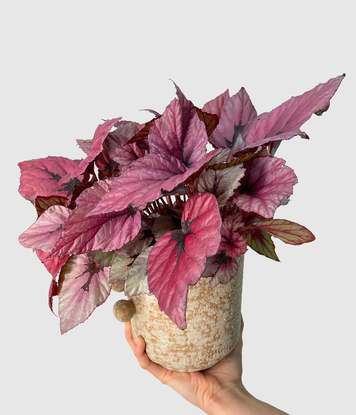 Begonia indian summer