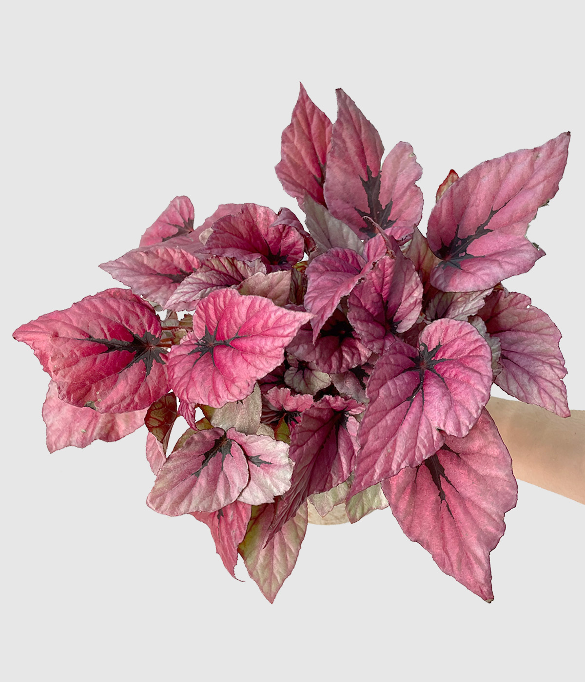 Begonia indian summer2