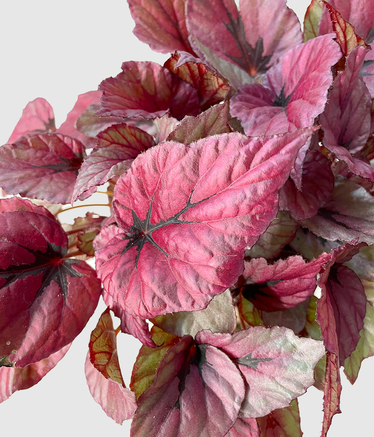 Begonia indian summer4
