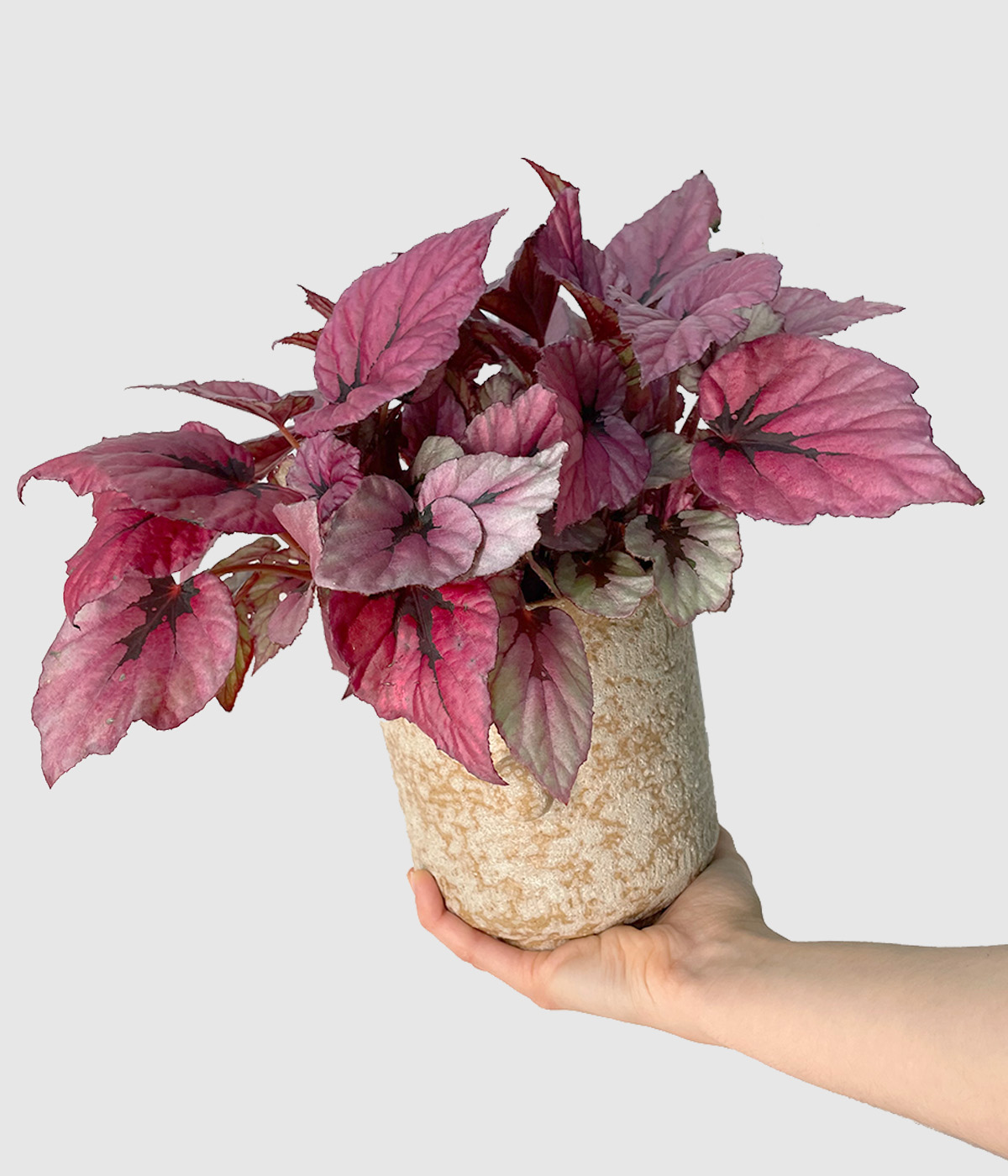 Begonia indian summer5