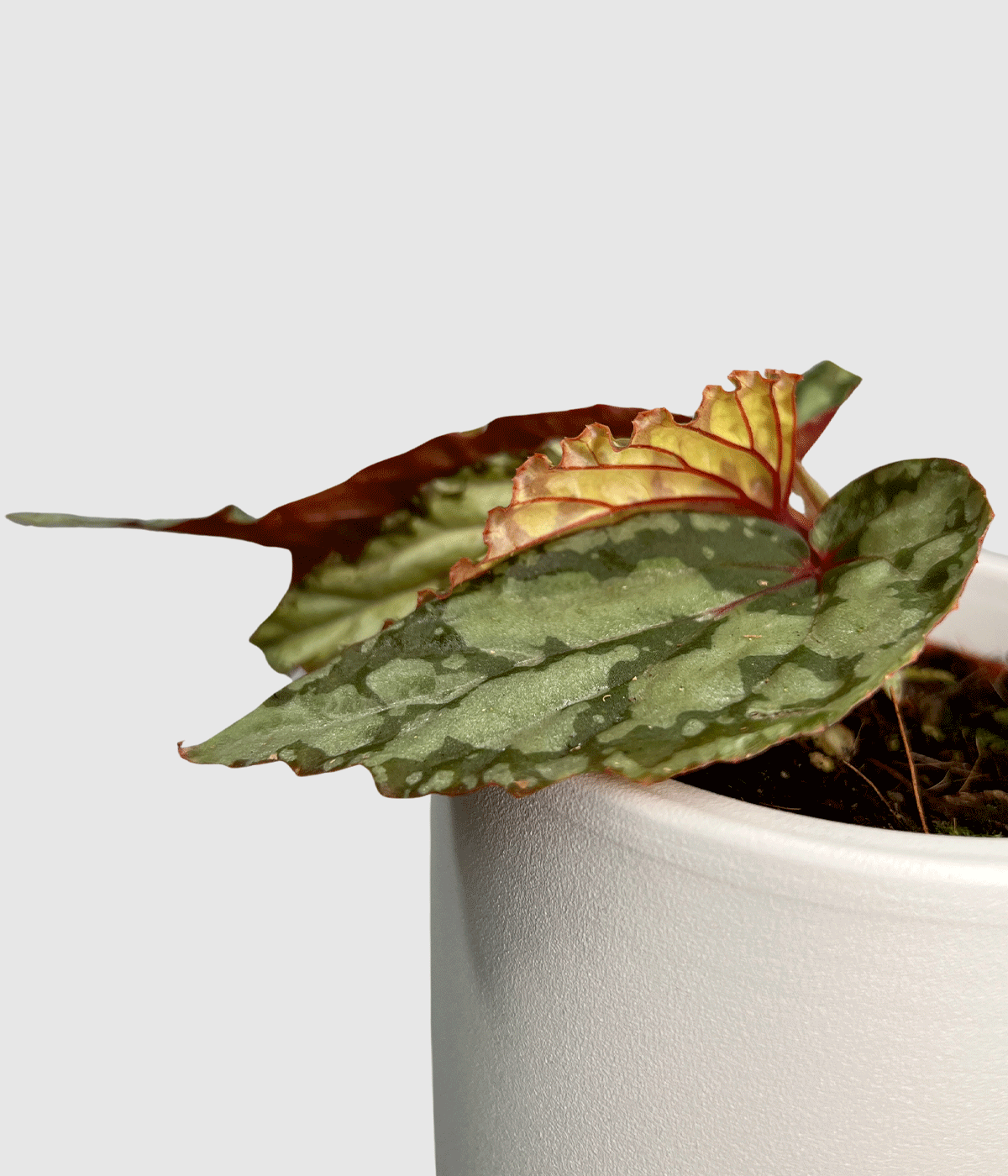 Begonia lucifer