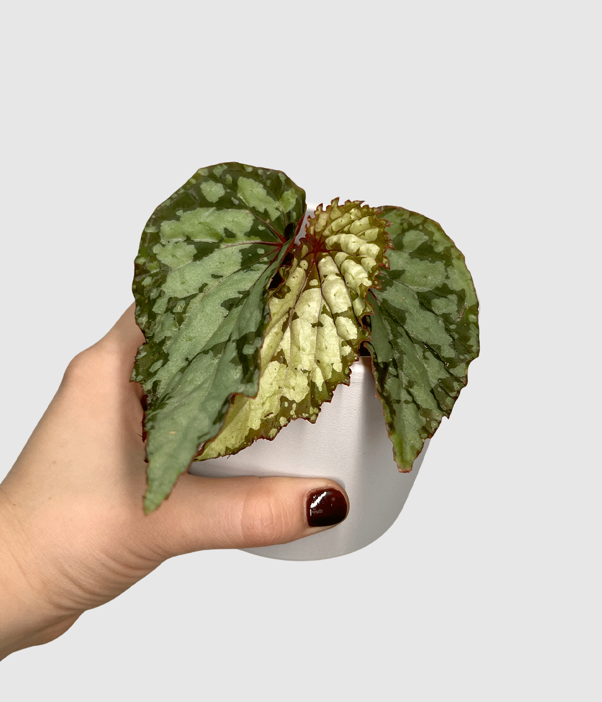 Begonia lucifer