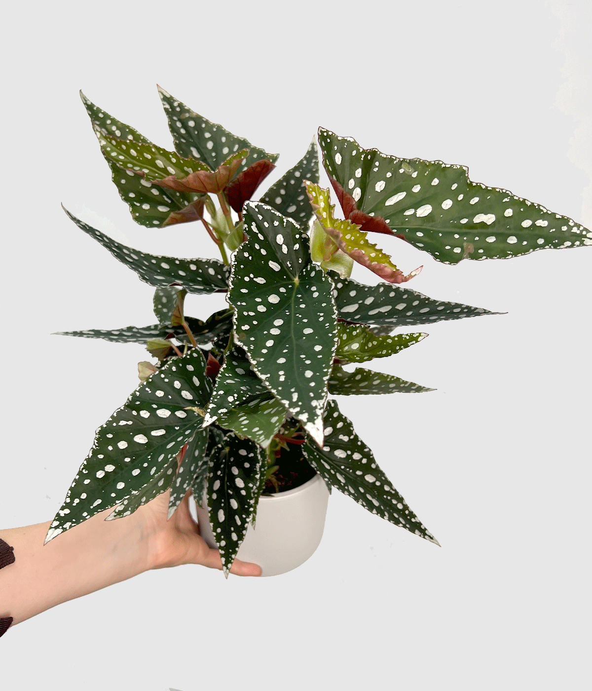 Begonia maculata