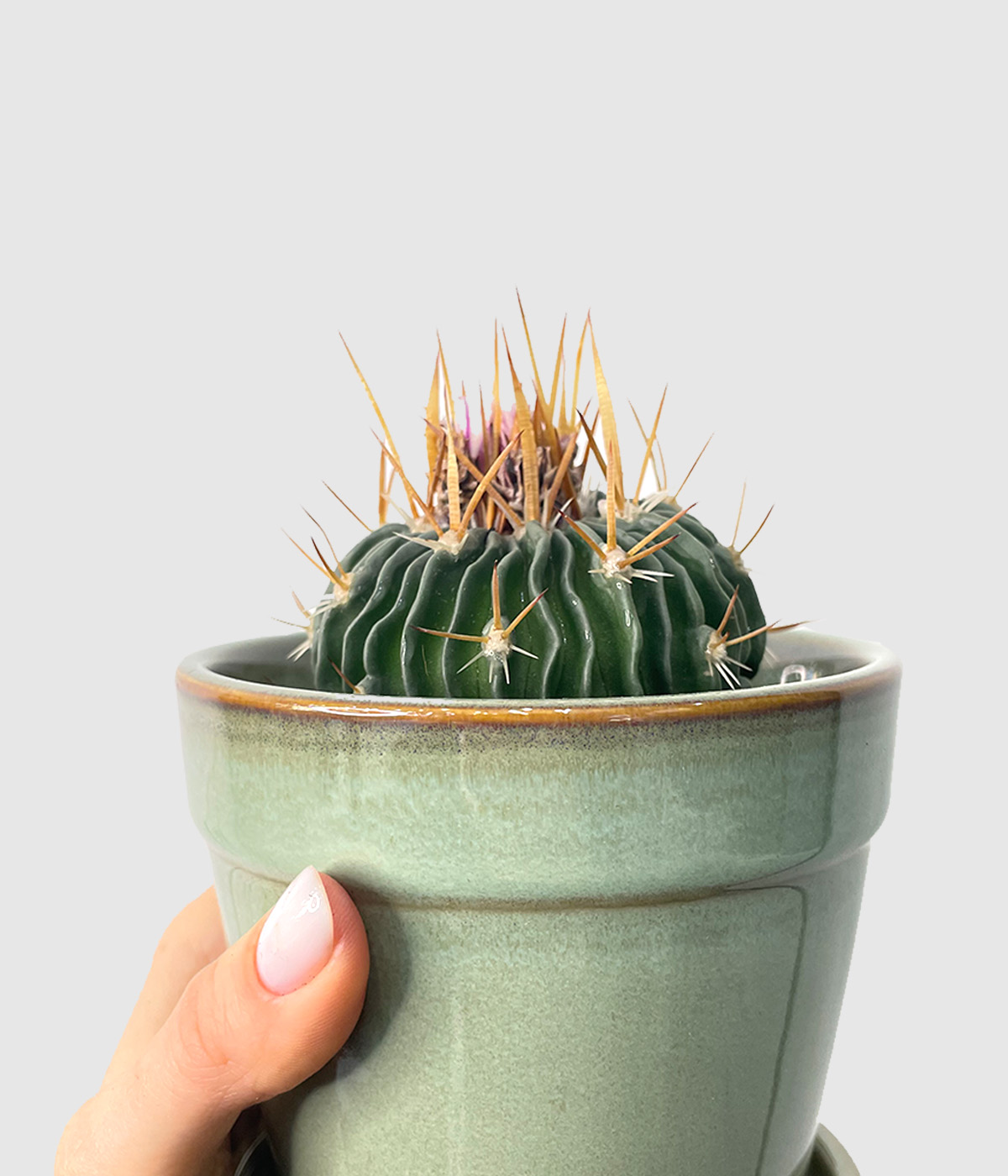Brain cactus2