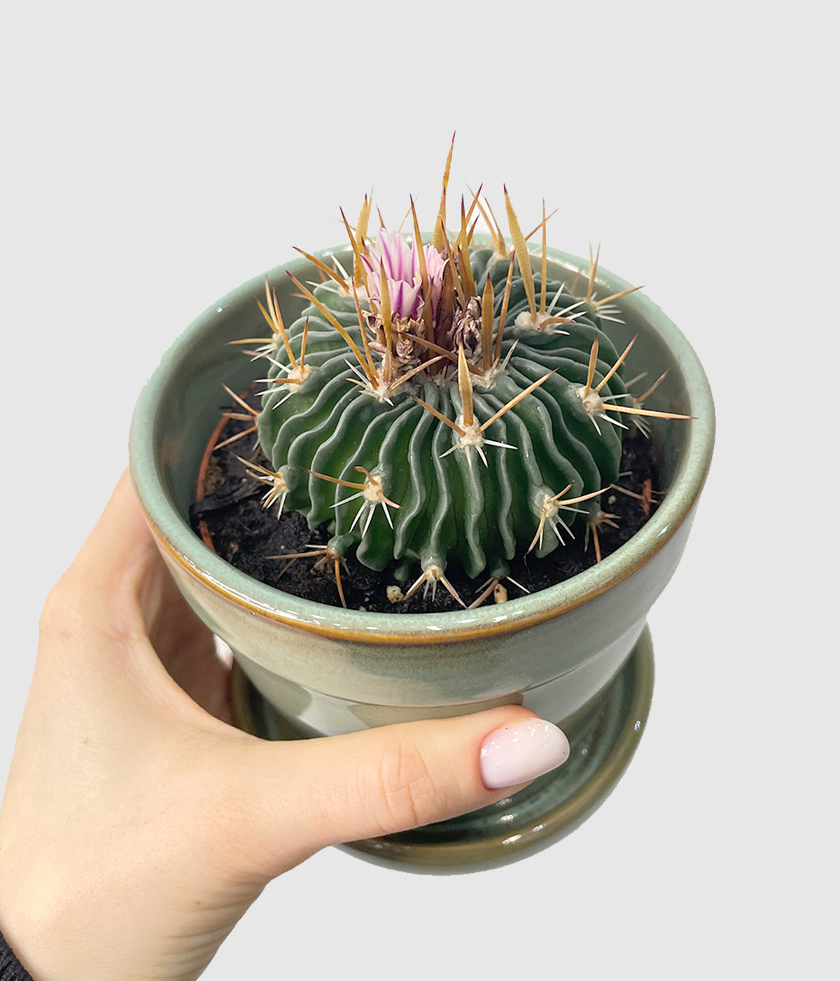 Brain cactus3