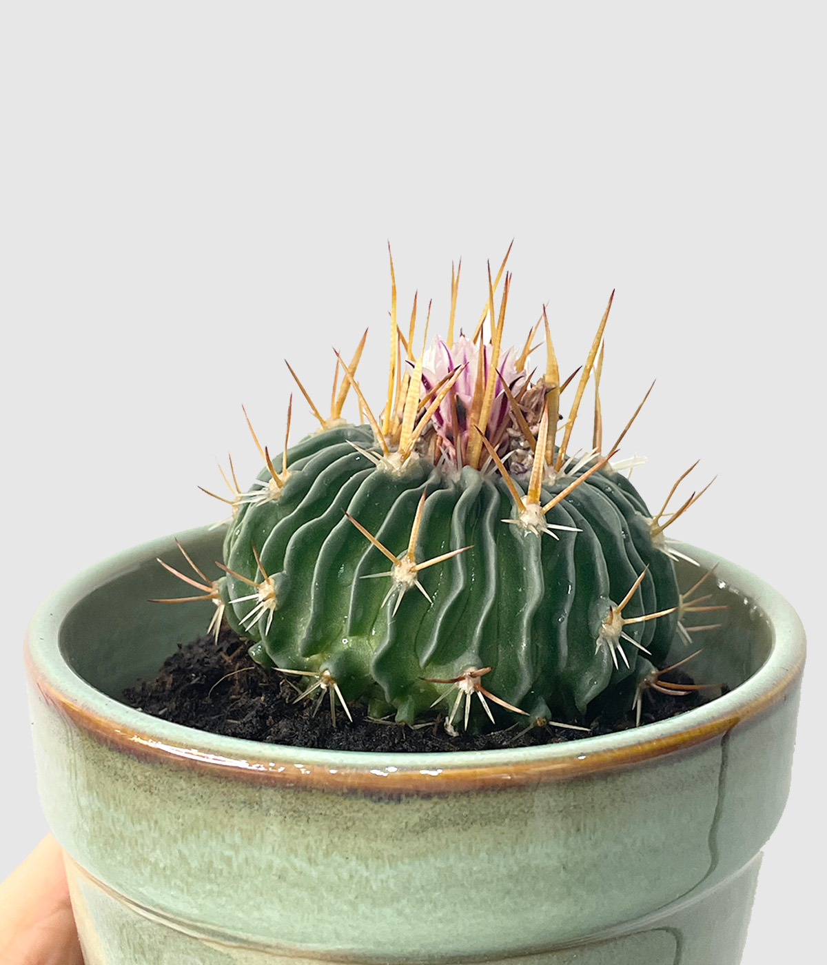 Brain cactus4