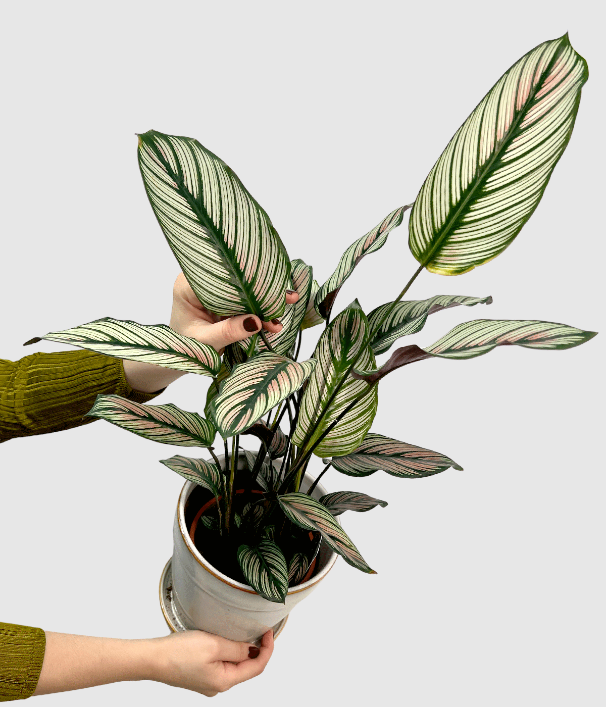Calathea hitestar 38đ
