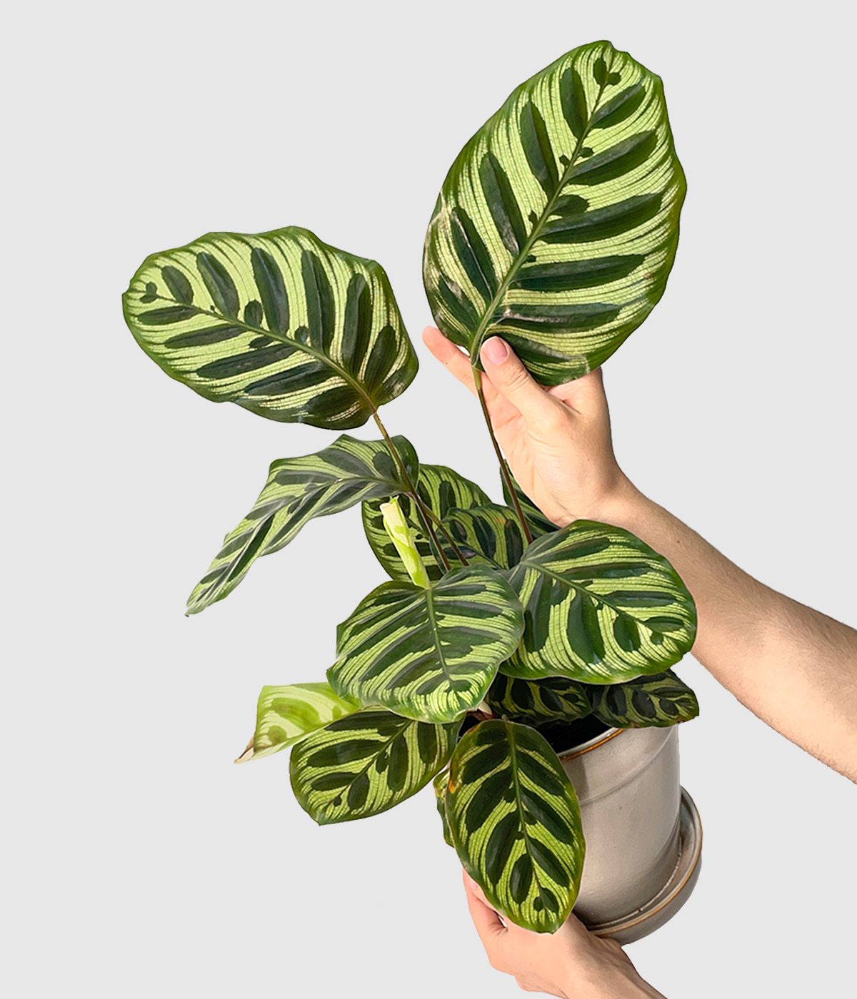 Calathea makoyana3