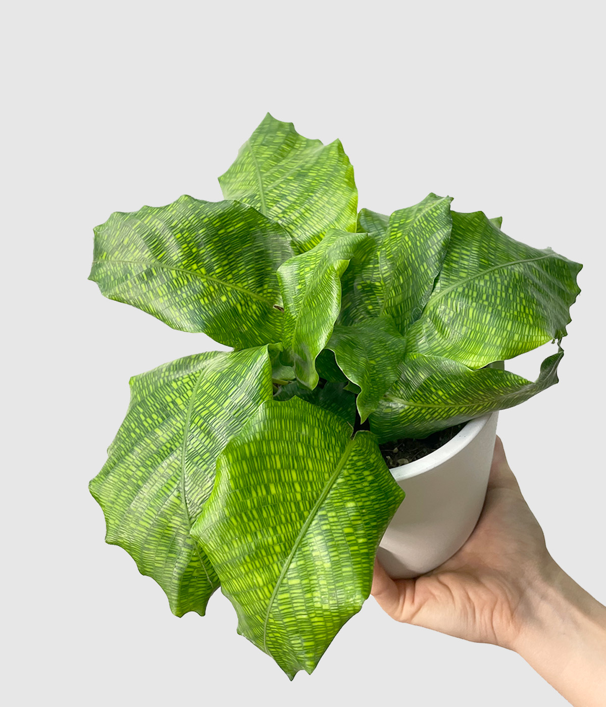 Calathea musaica