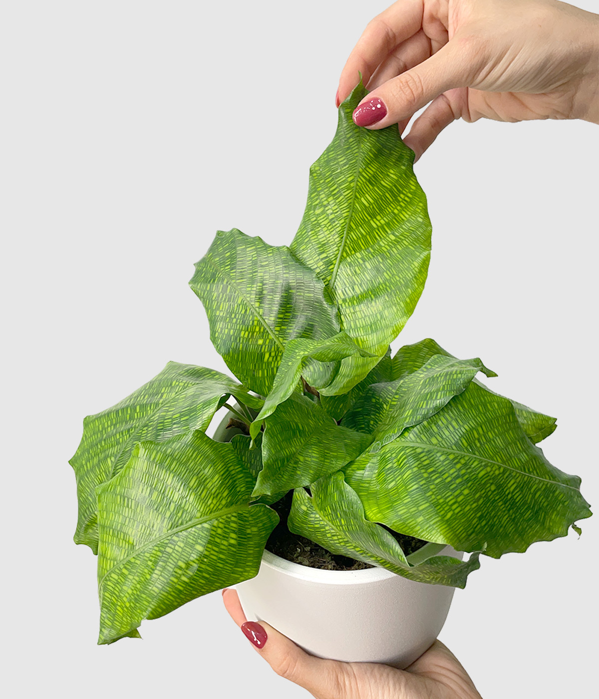 Calathea musaica2