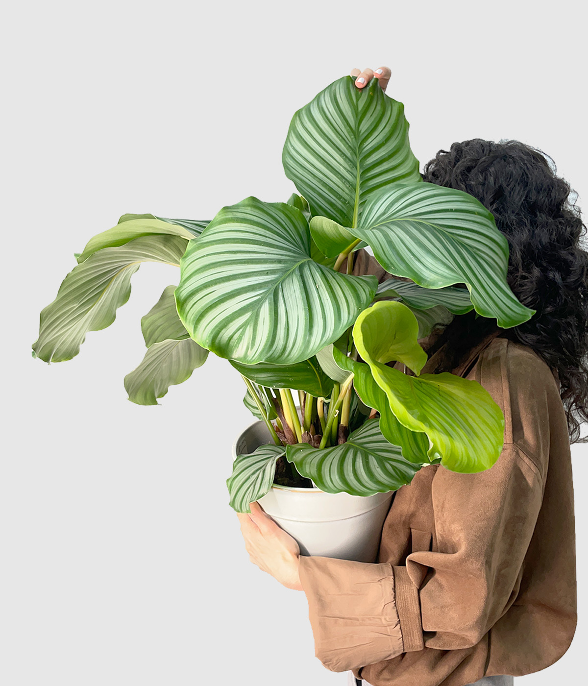 Calathea orbifolia