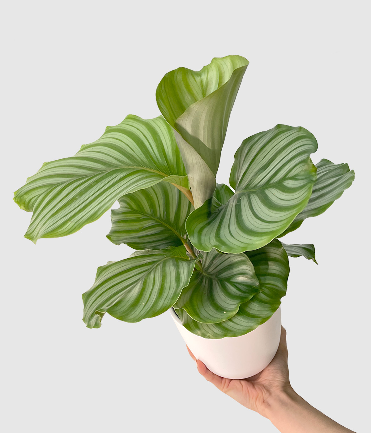 Calathea orbifolia