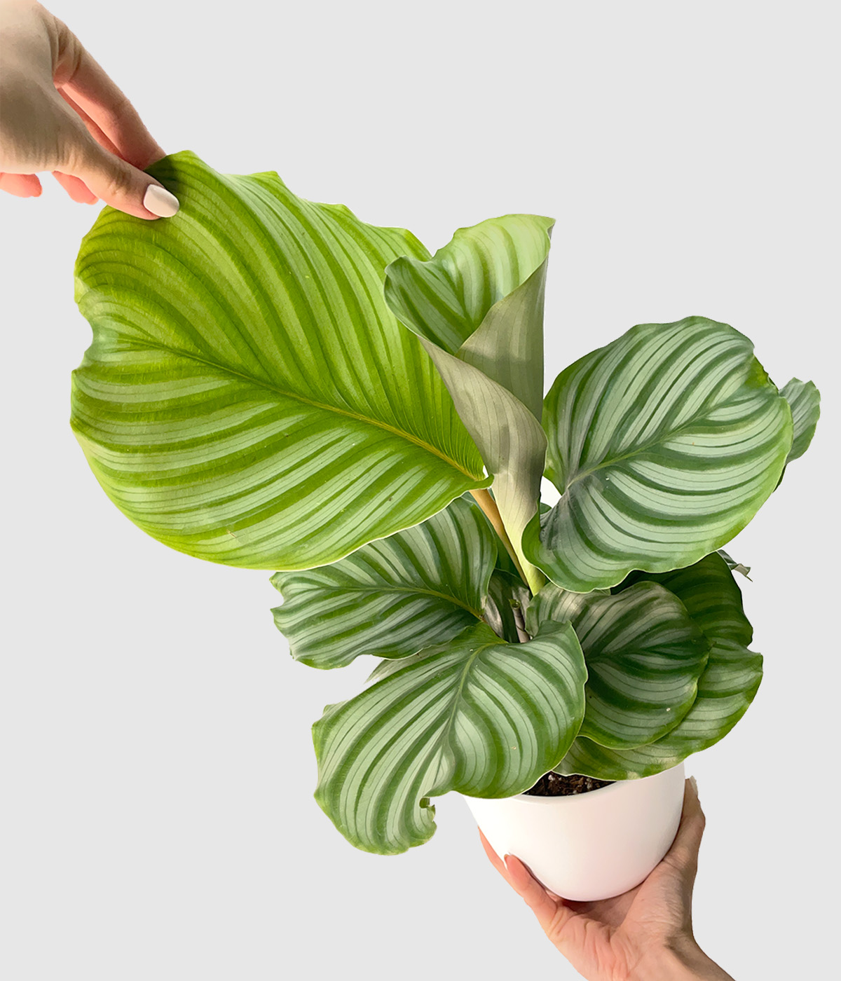 Calathea orbifolia2