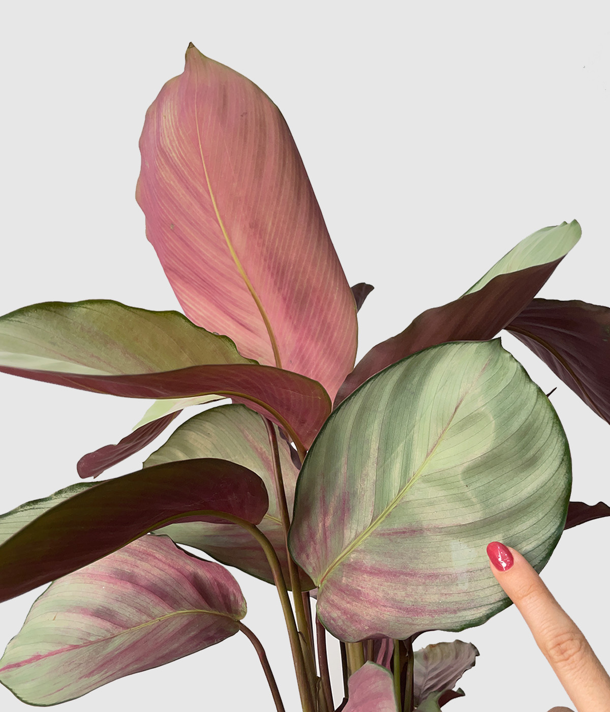Calathea roseopicta silver plate