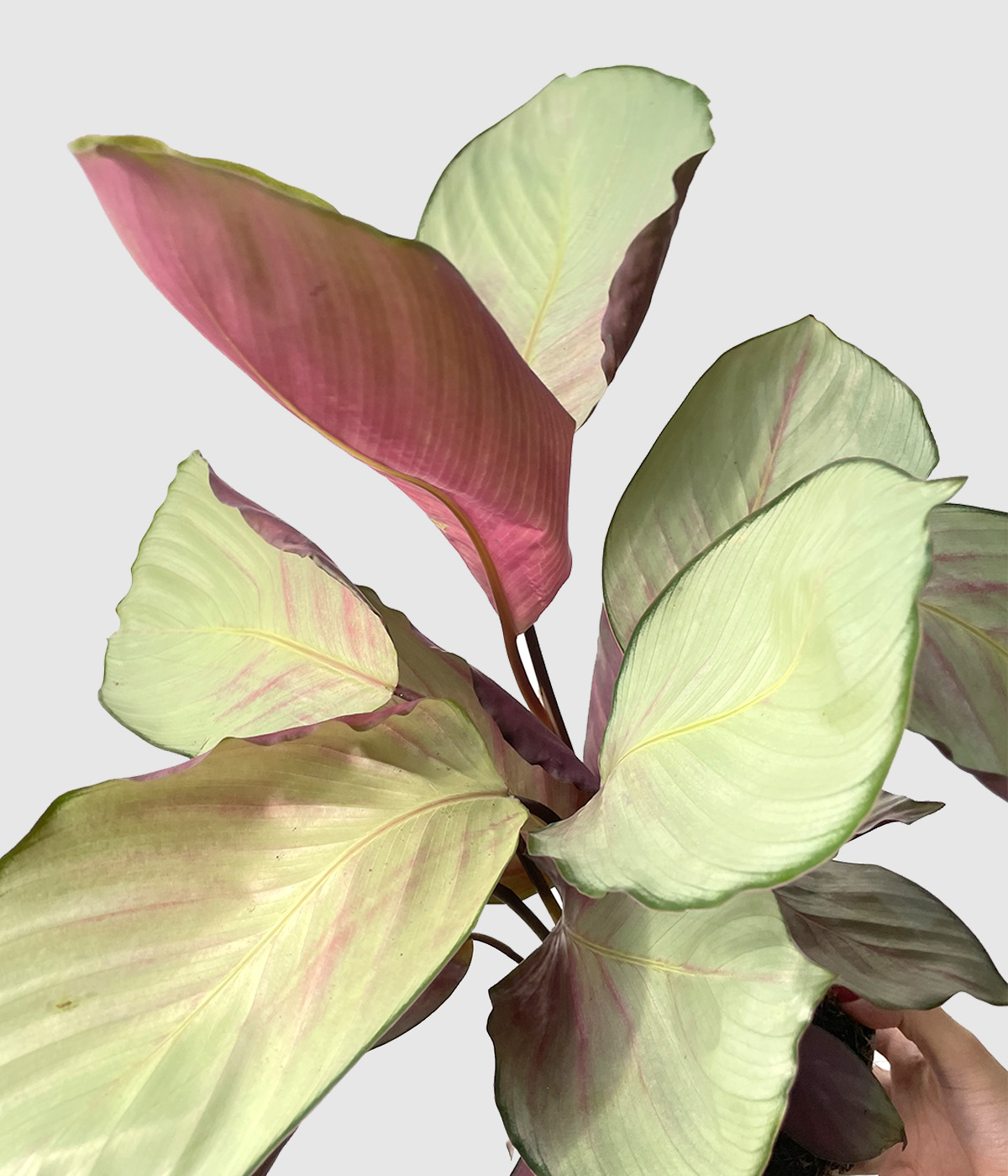 Calathea roseopicta silver plate2