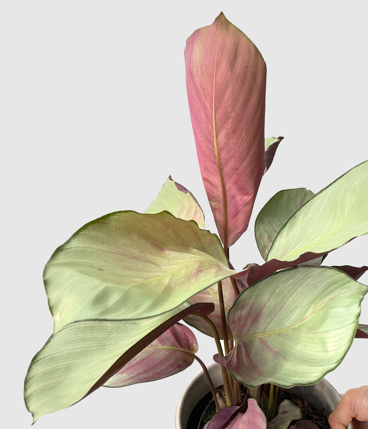 Calathea roseopicta silver plate3