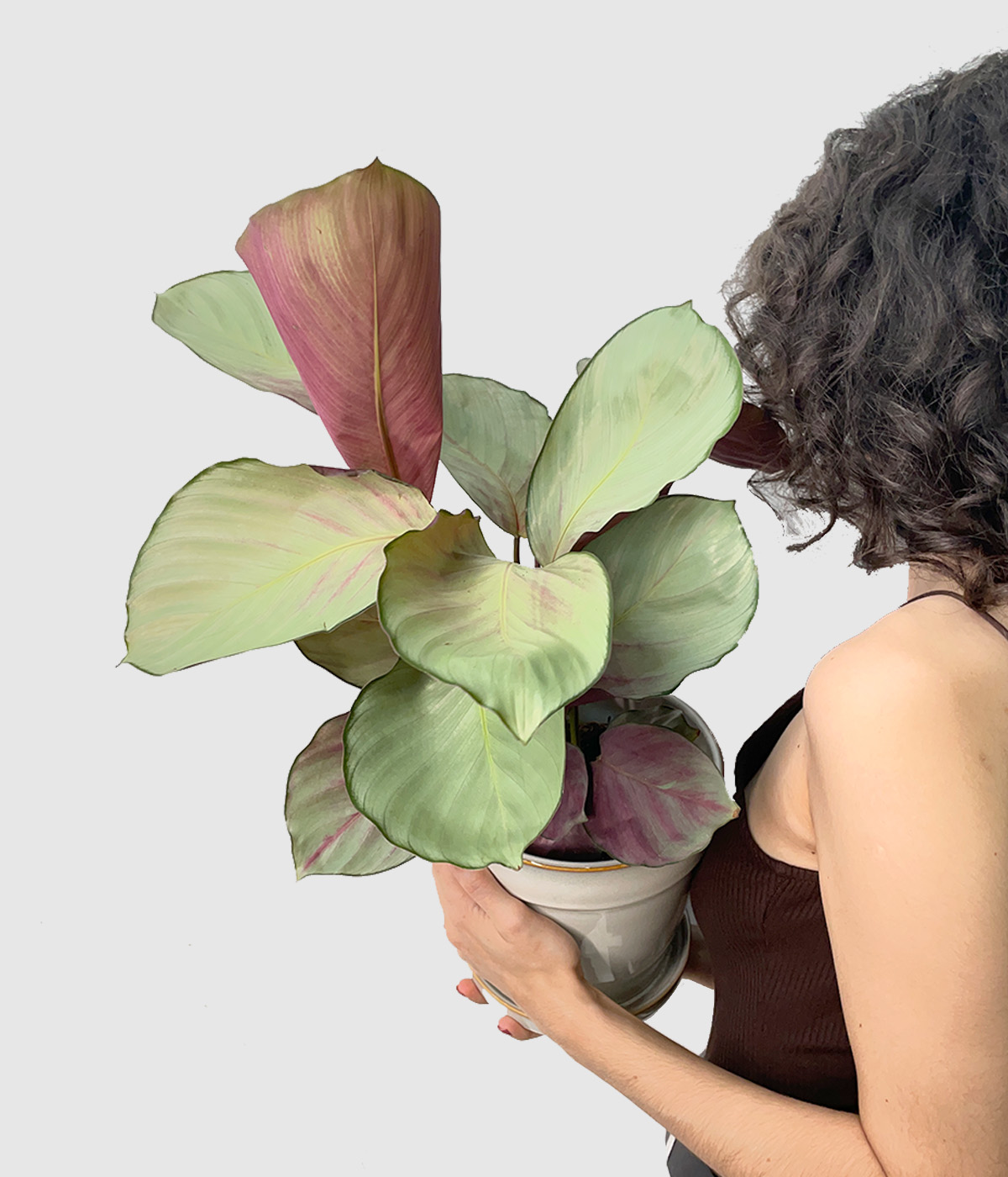 Calathea roseopicta silver plate4