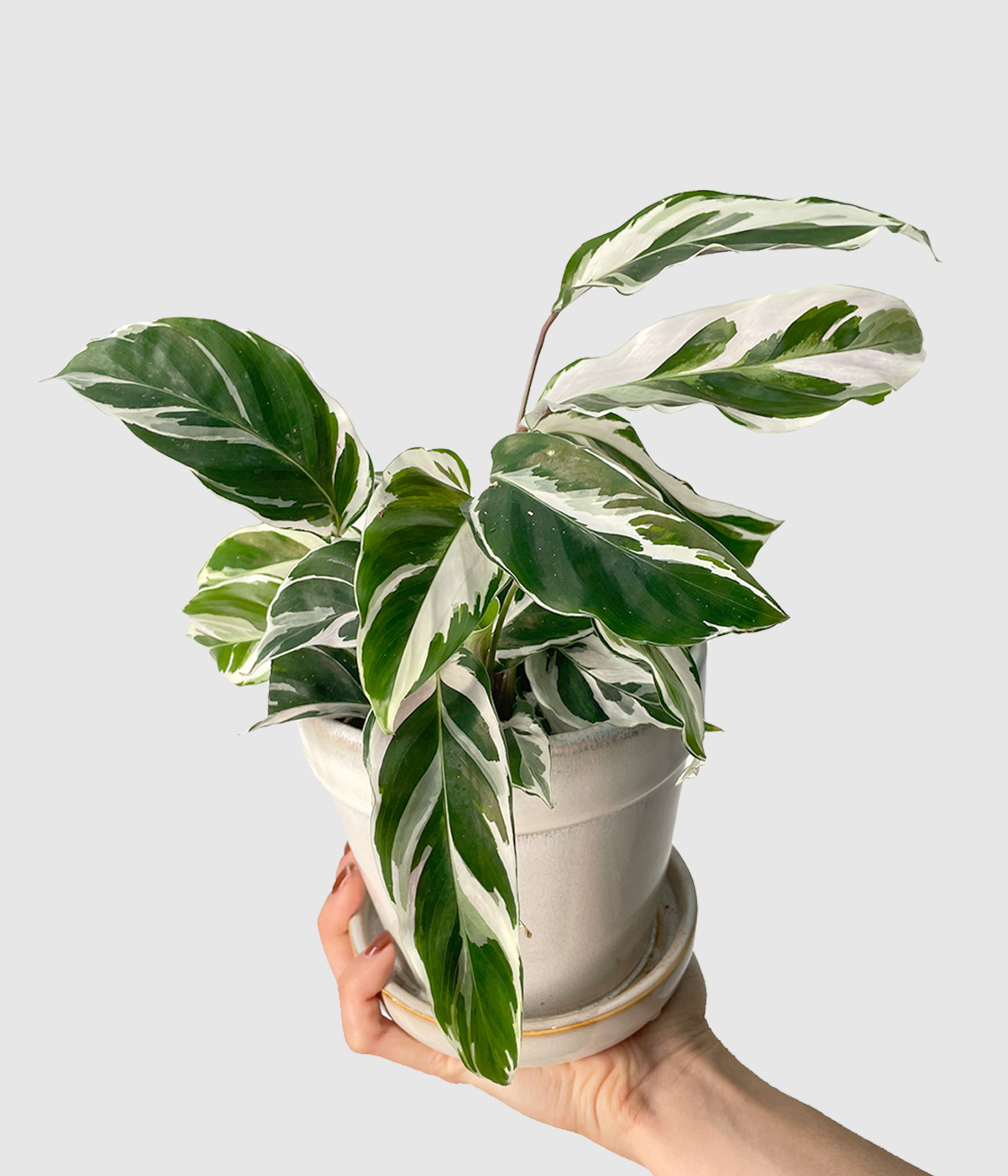 Calathea white fusion