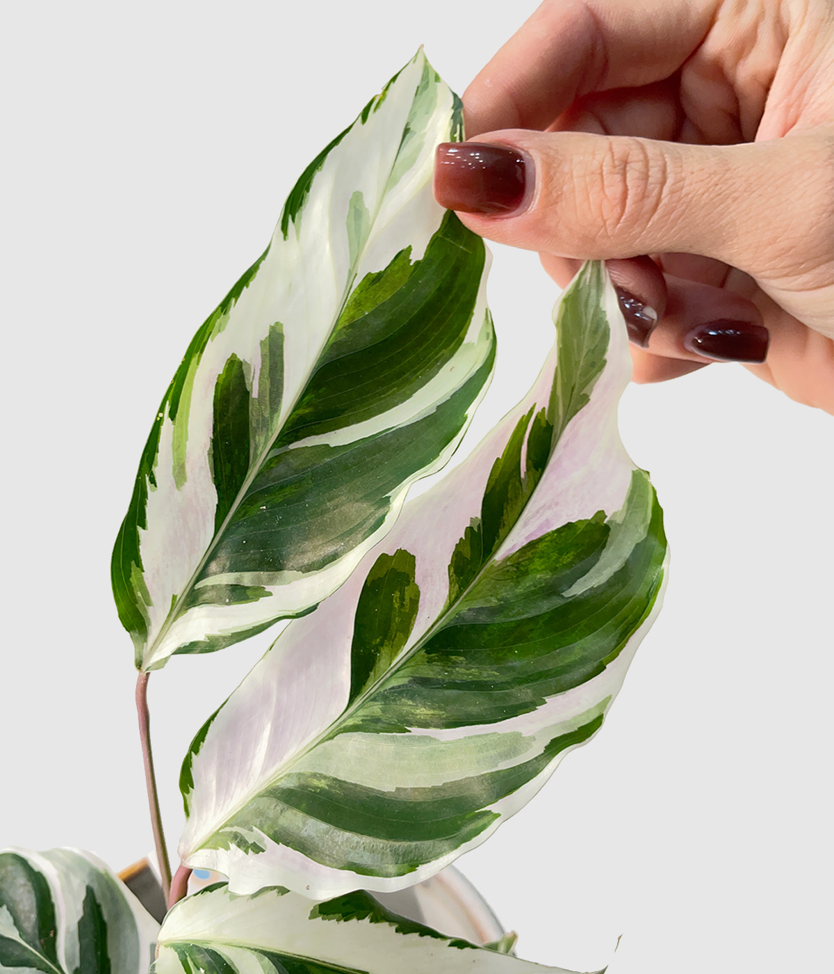 Calathea white fusion3