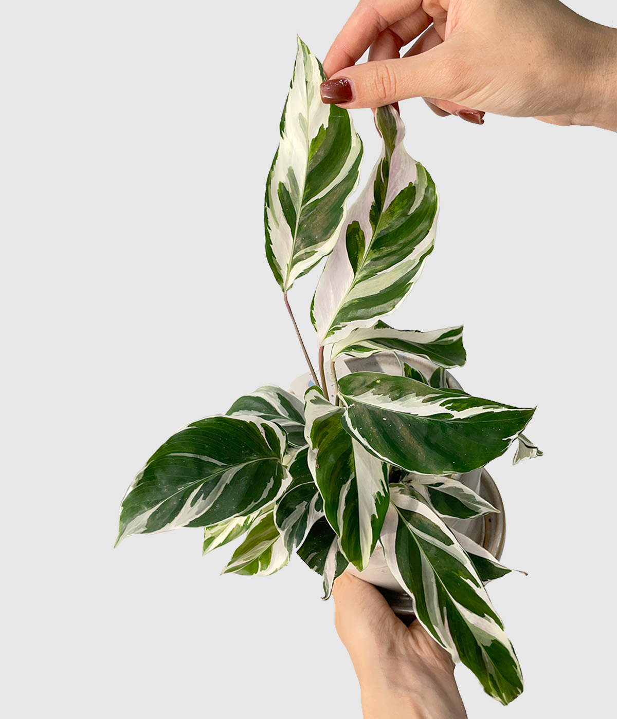 Calathea white fusion4