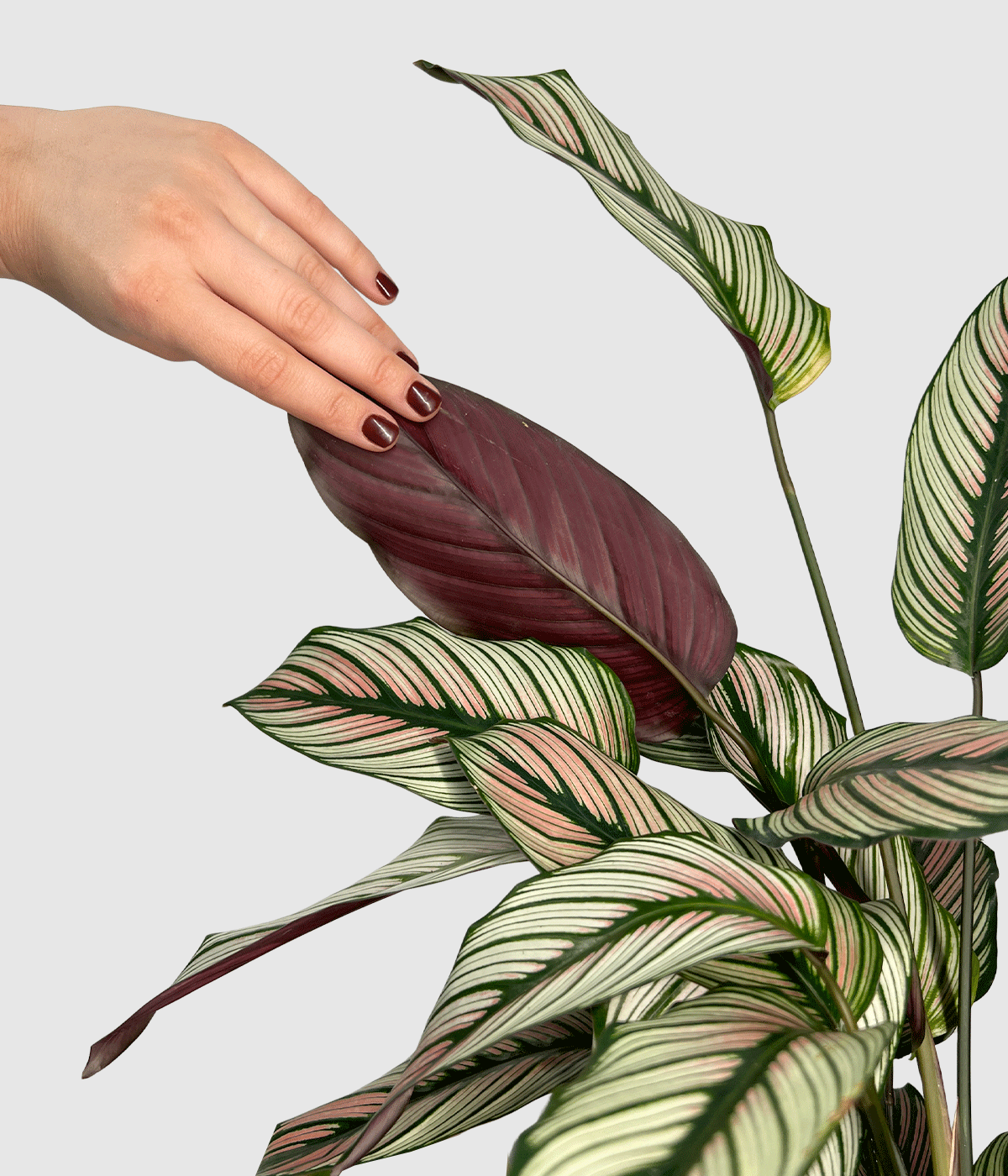 Calathea whitestar