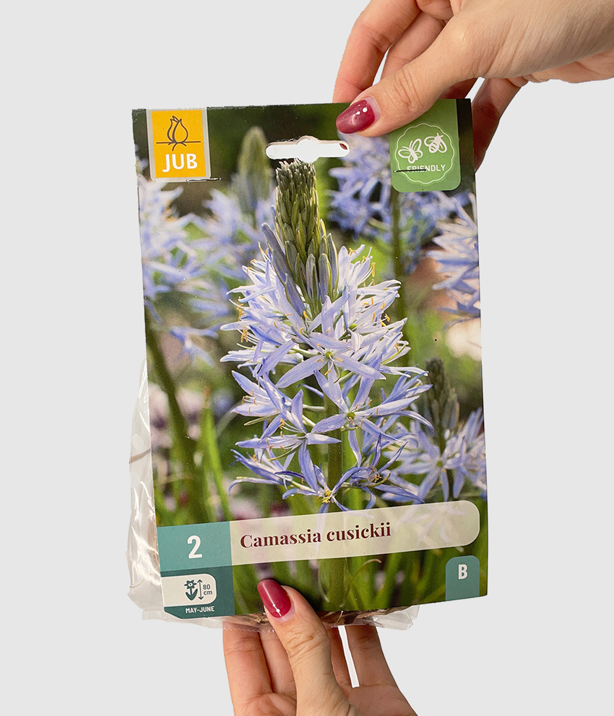 Camassia cusickii