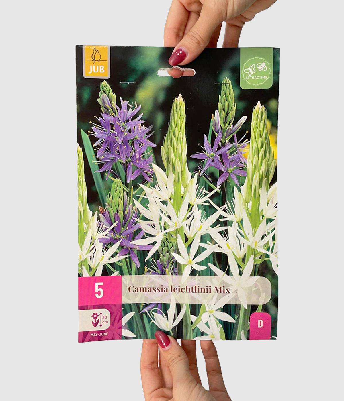 Camassia leichtlinii mix