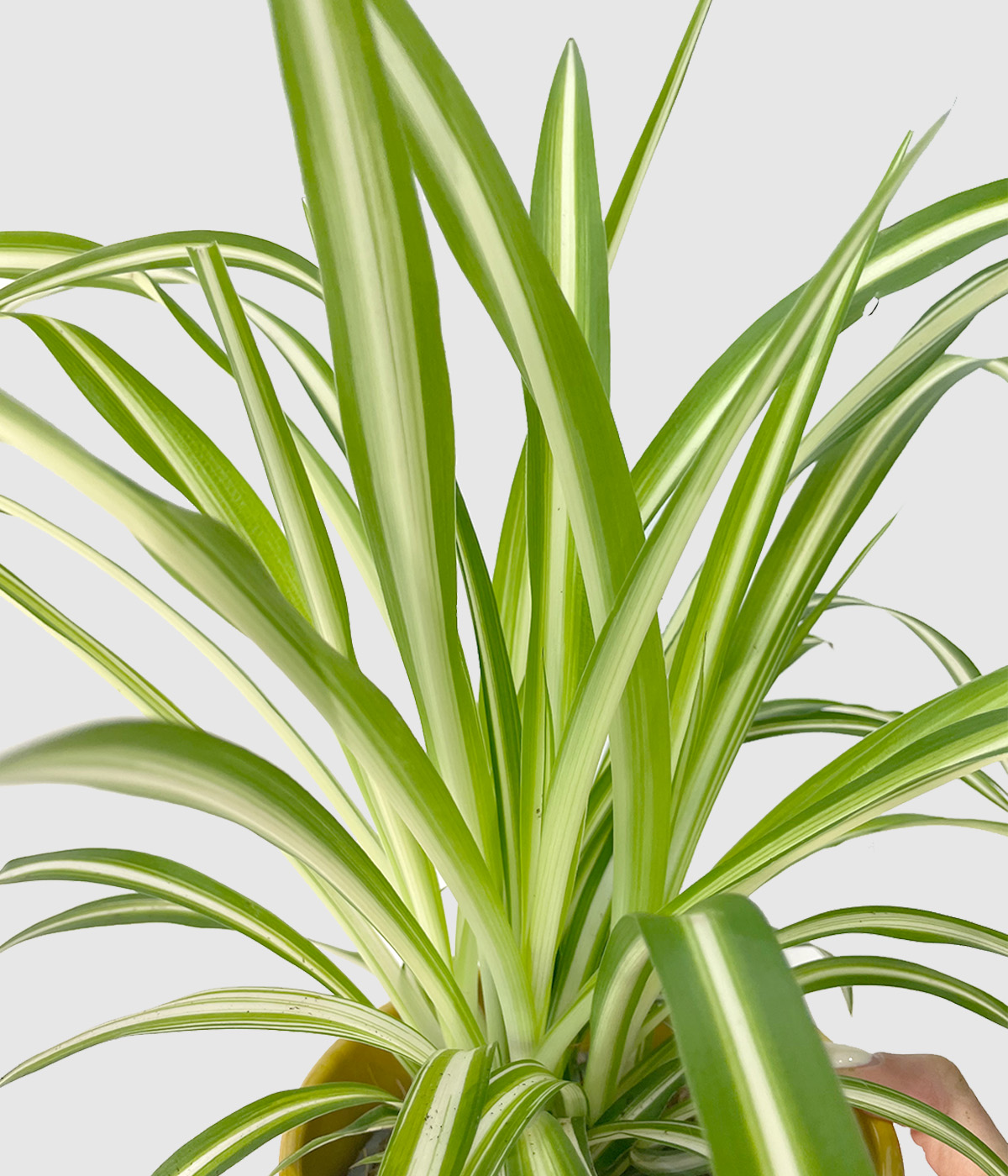 Chlorophytum zelencica