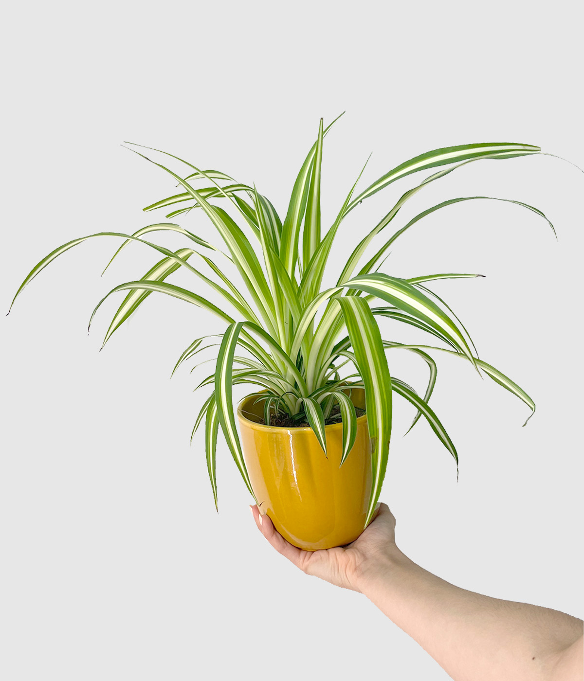 Chlorophytum zelencica2