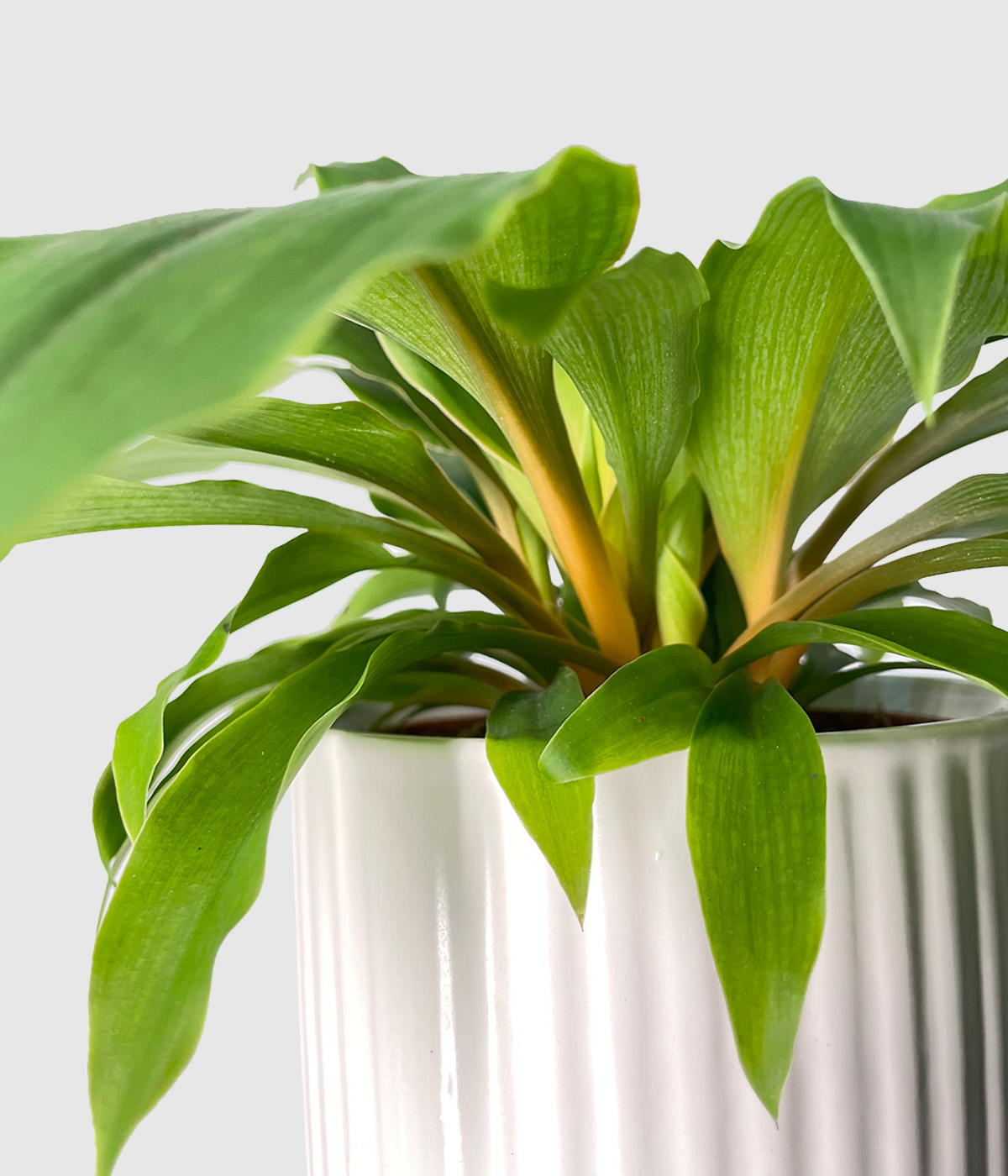 Chlorophytum2