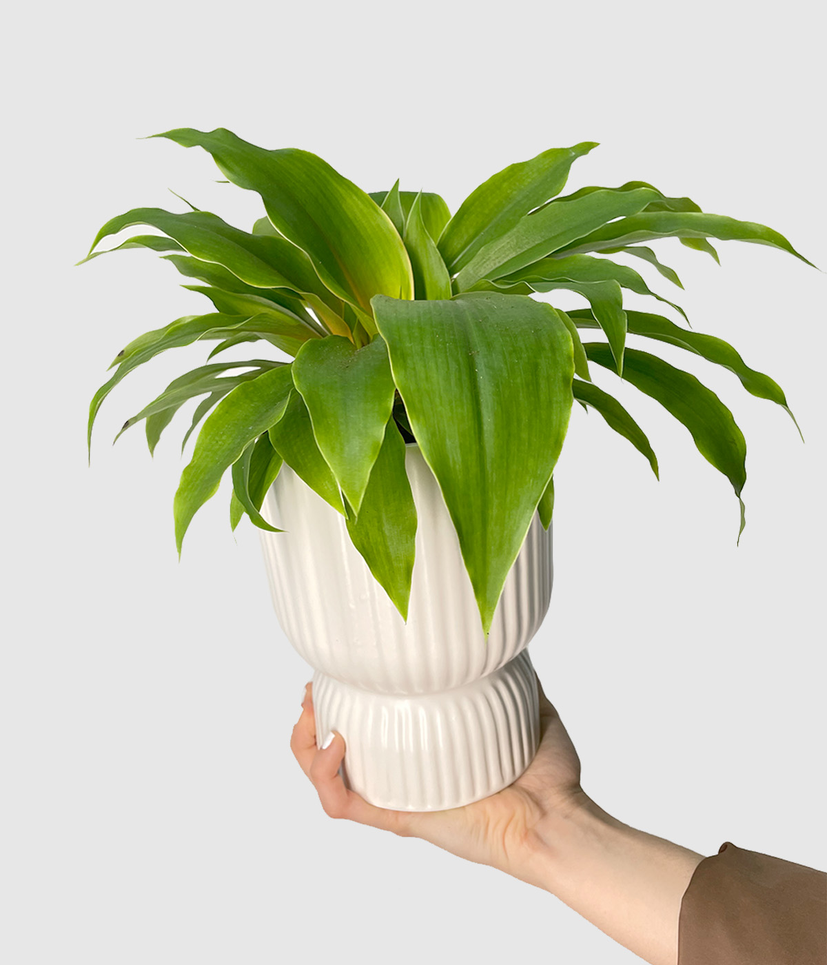 Chlorophytum3