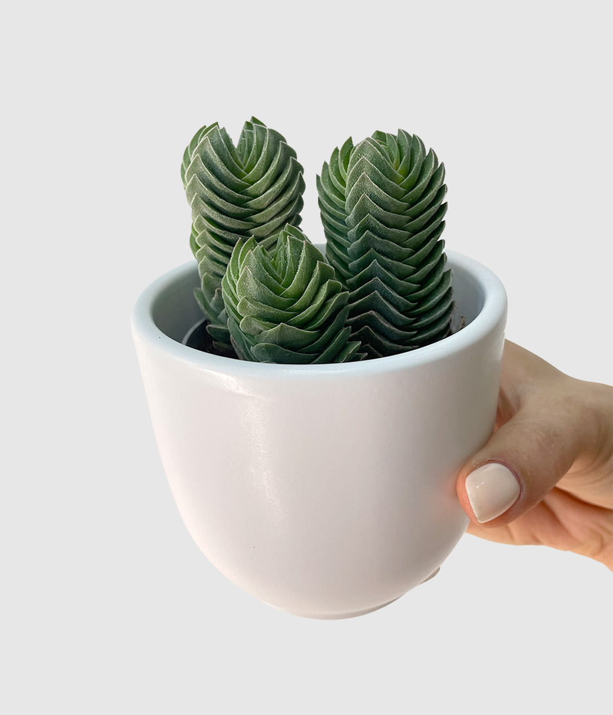 Crassula buddha