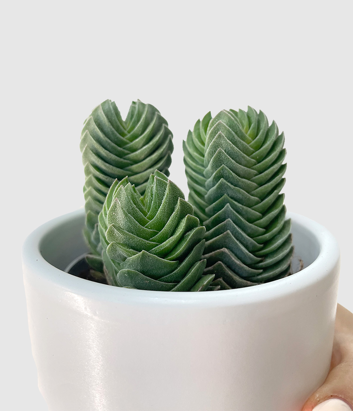 Crassula buddha2