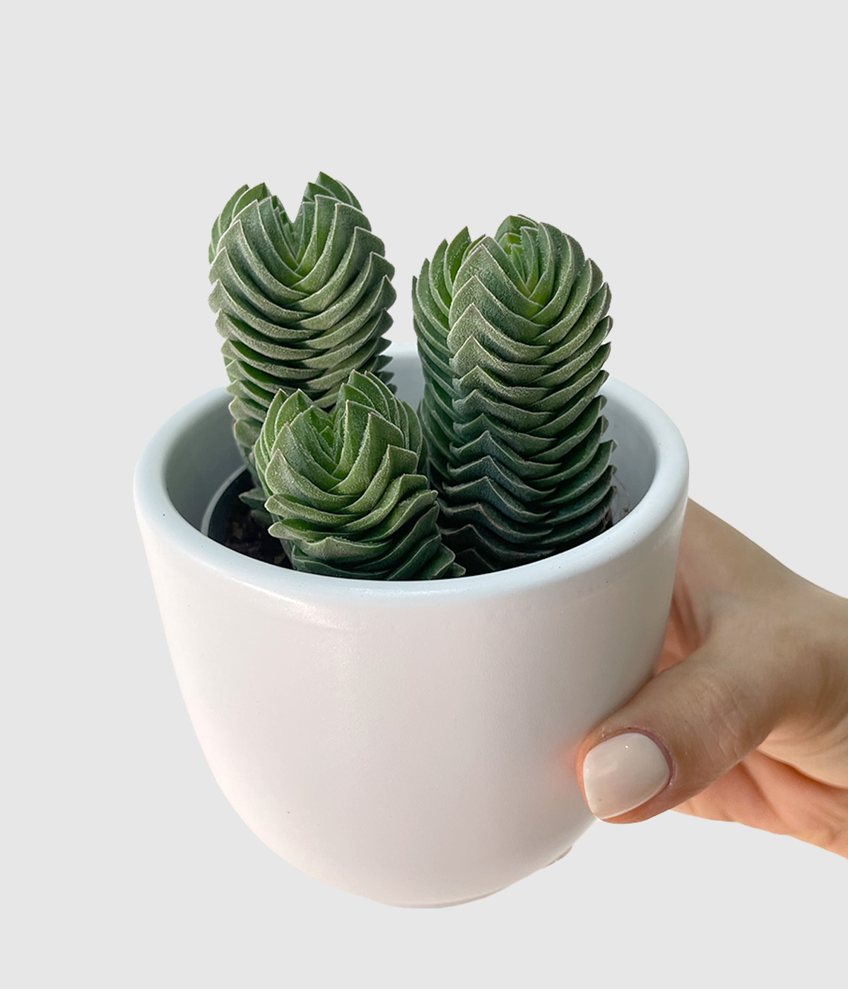 Crassula buddha3
