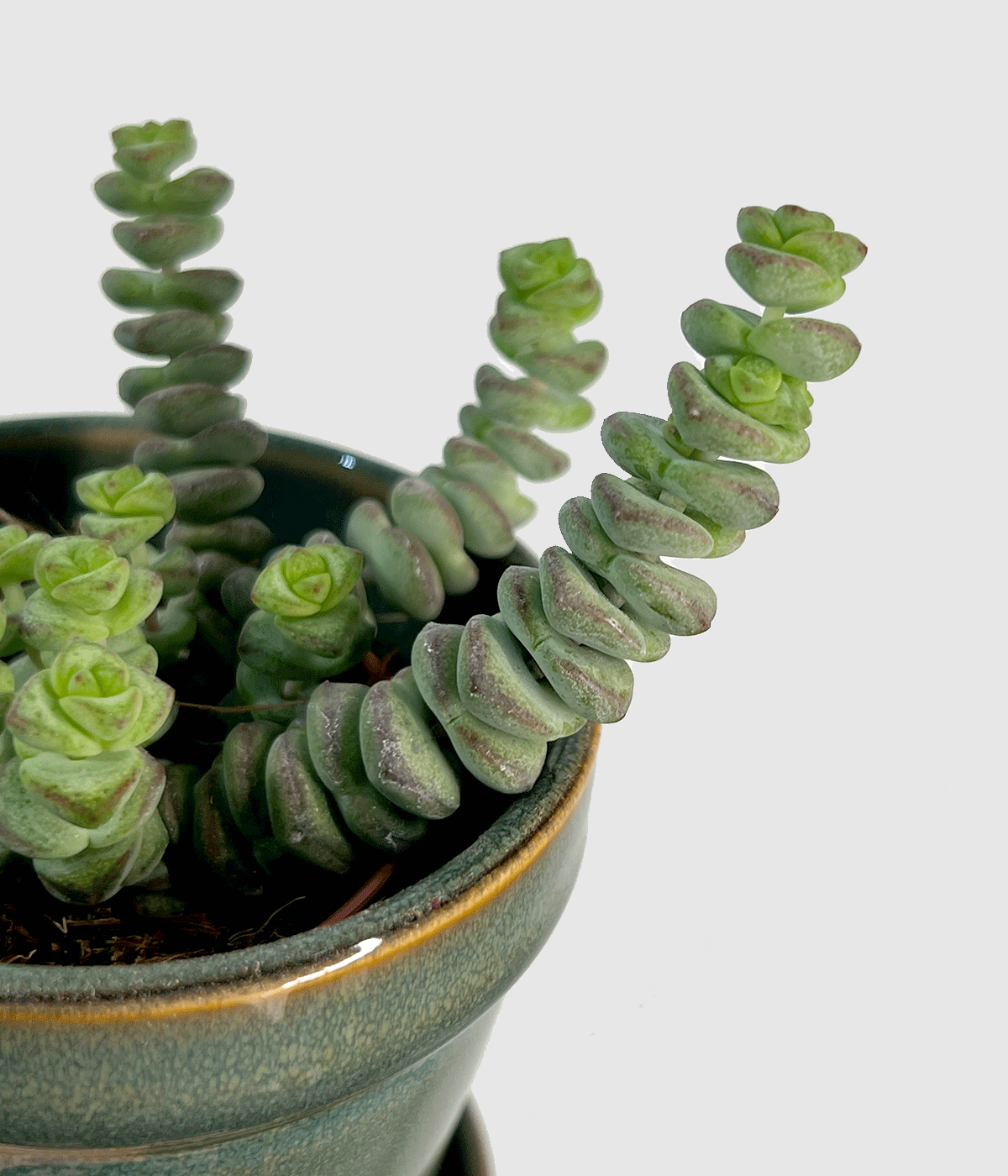 Crassula marmeriana