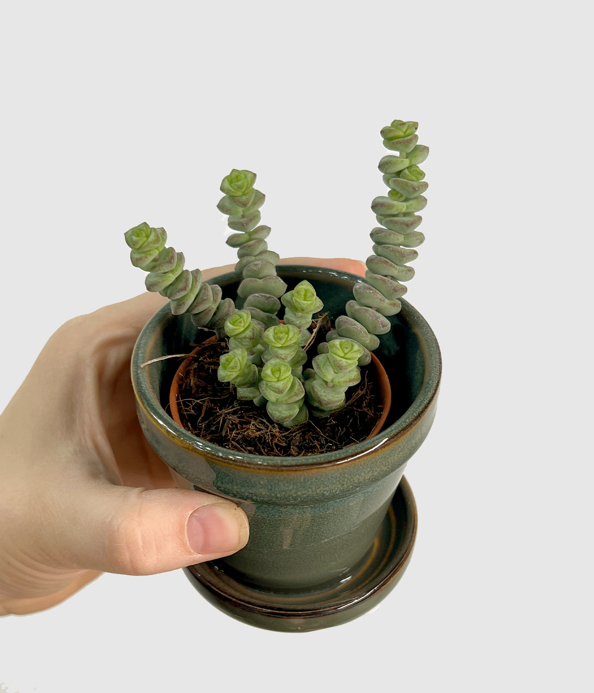 Crassula marneriana