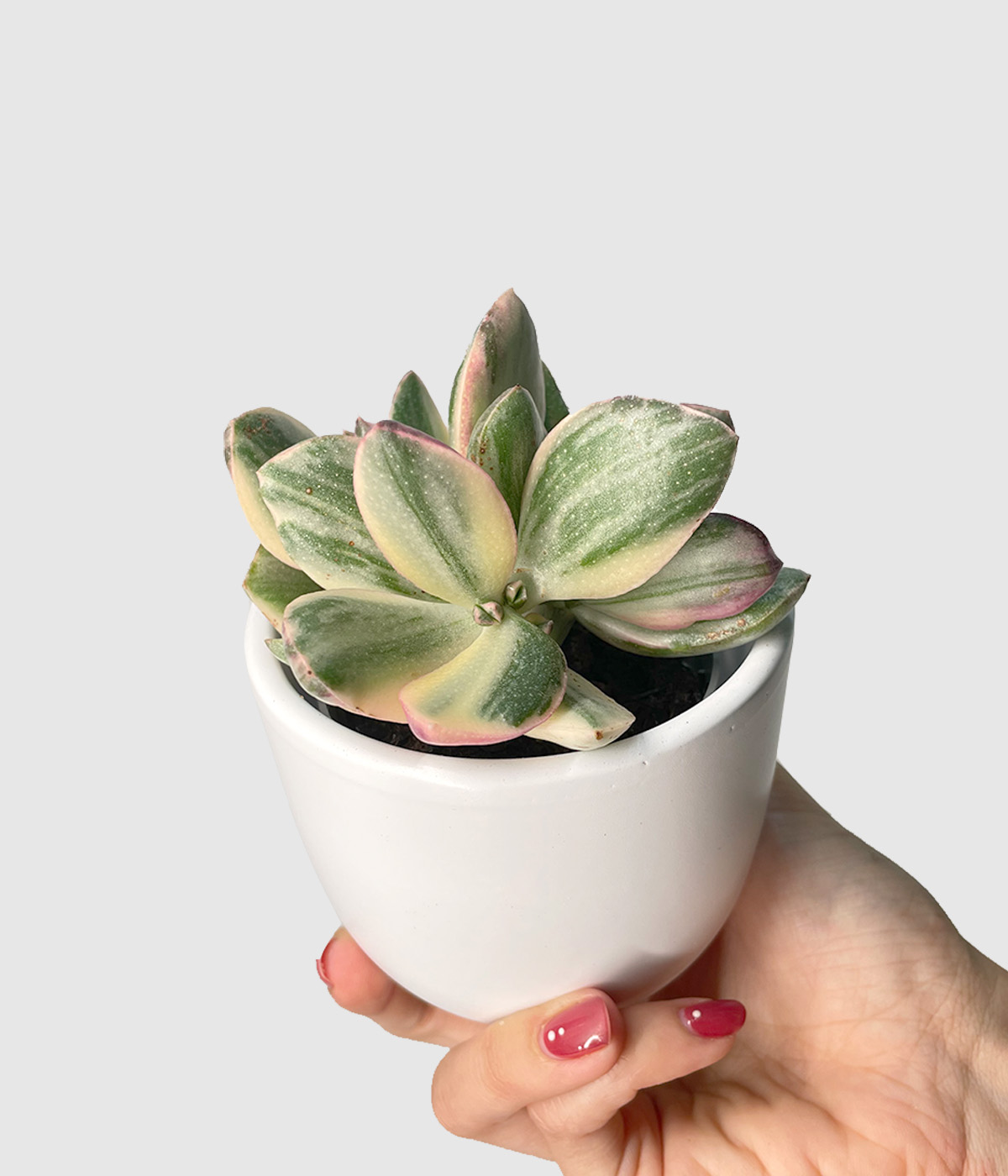 Crassula ovata lemon